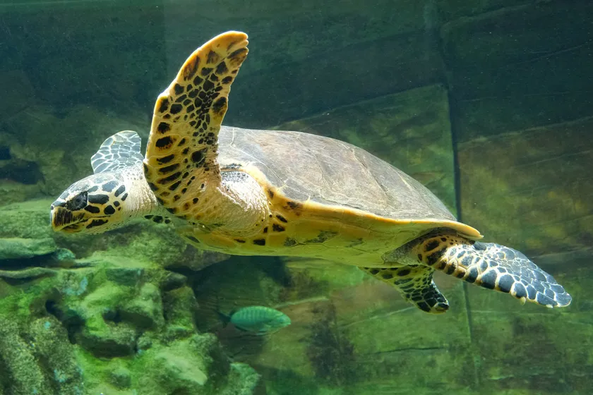 A hawksbill sea turtle swimming above a rocky reef
