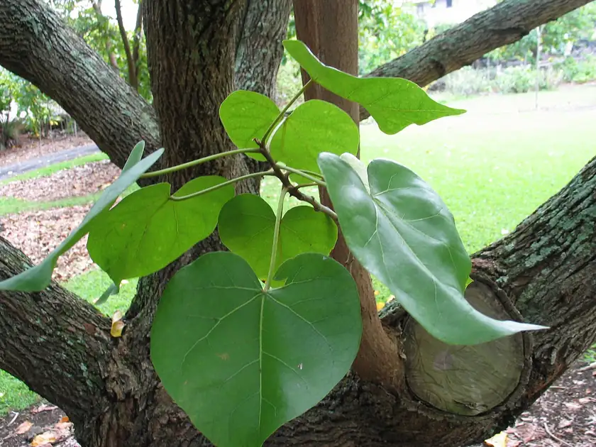 A milo tree with heart-shaped green leaves and yellow flowers