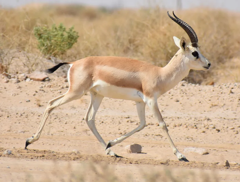 A sand gazelle standing in dry scrub