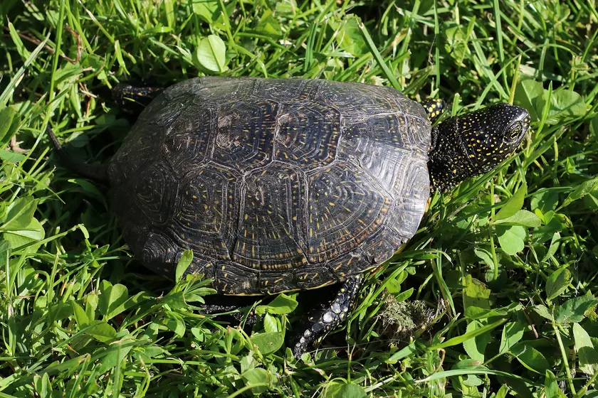A European pond turtle with a dark shell and yellow spots, resting at the edge of still water