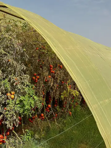 Rows of tomato plants growing inside a greenhouse