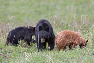 A mother bear in grass with cubs, one cub near a tree