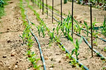 Young crop rows with irrigation lines in a sunny field
