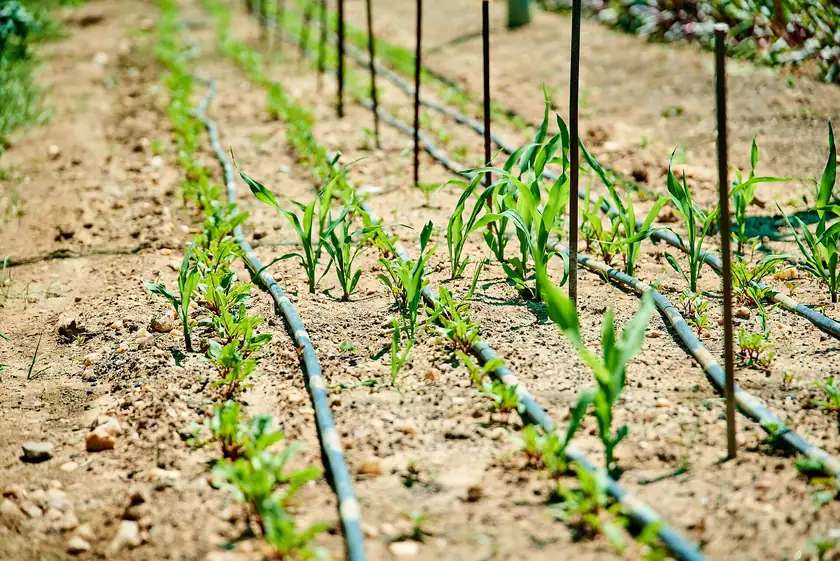 Young crop rows with irrigation lines in a sunny field