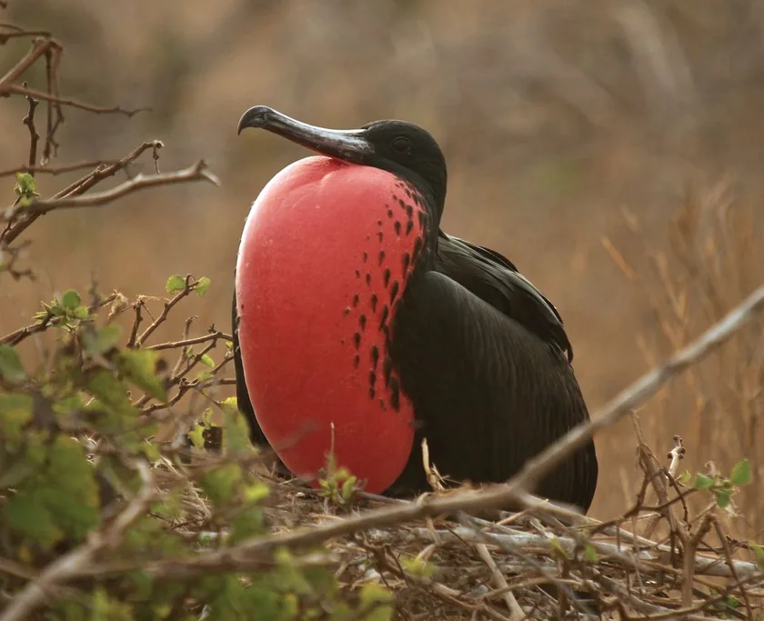 A male magnificent frigatebird with an inflated red throat pouch
