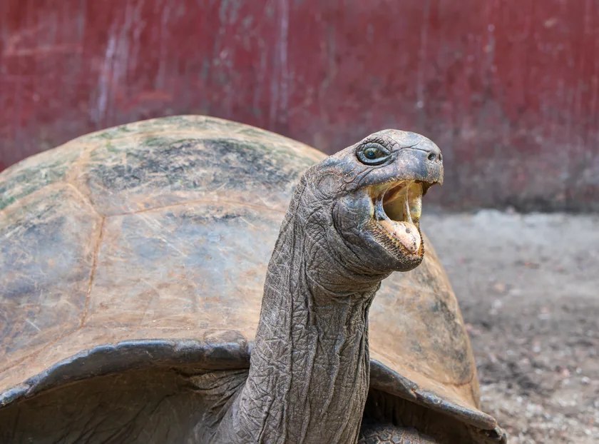 An Aldabra giant tortoise walking on bare ground