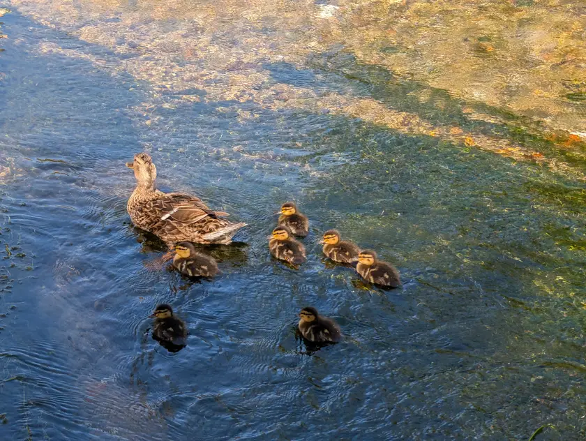 A mother mallard swimming with a line of ducklings