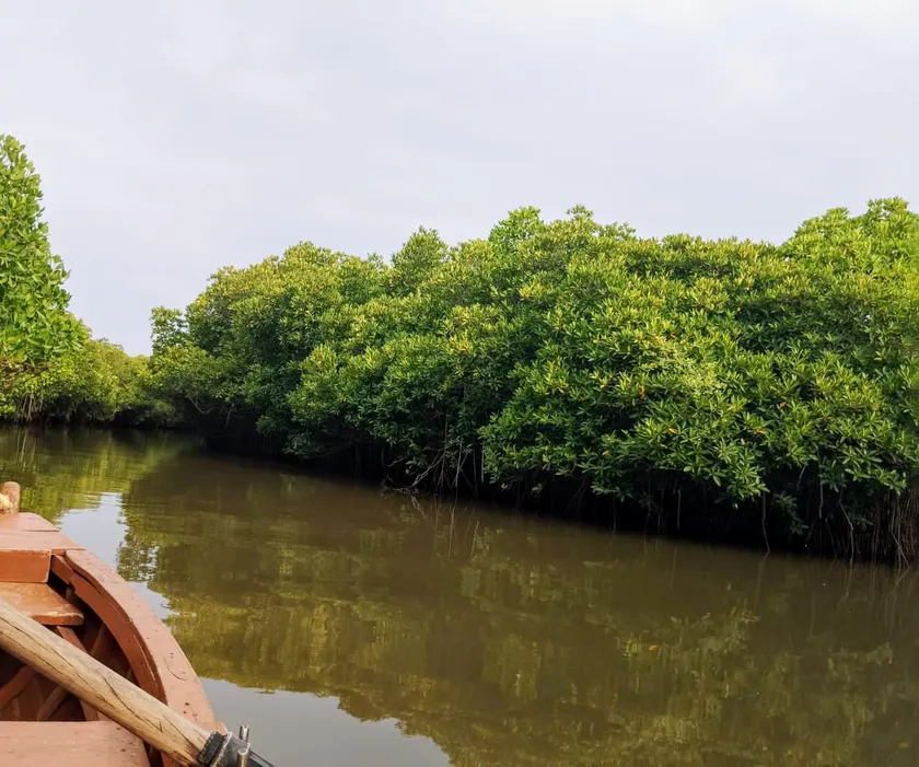 The bow of a wooden boat on a calm channel, with dense green mangrove trees along the bank