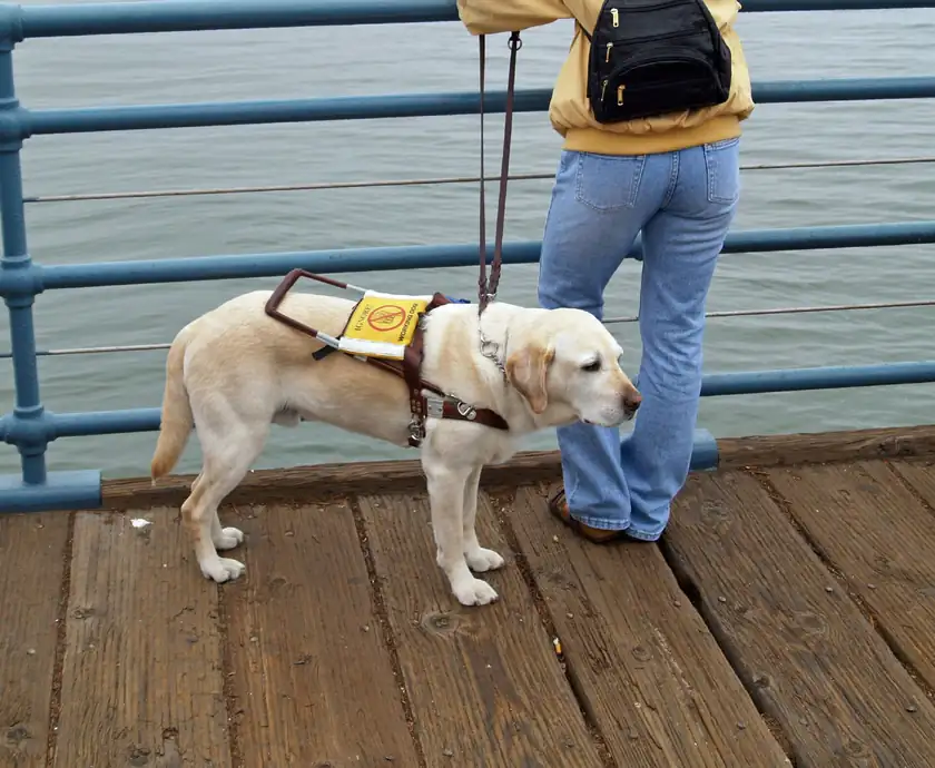 A yellow Labrador in an assistance-dog harness standing beside a person on a pier