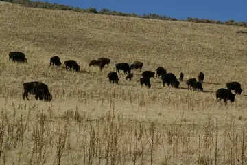 A bison standing in dry grass with the Great Salt Lake behind it
