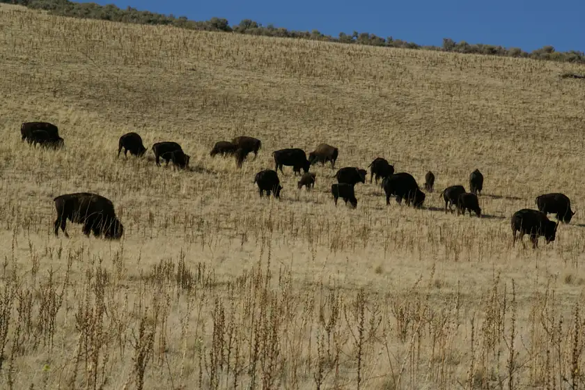 A bison standing in dry grass with the Great Salt Lake behind it