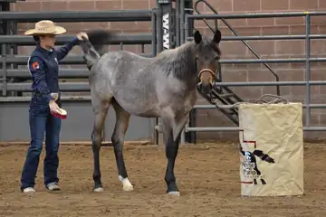 An adult in a cowboy hat brushing the tail of a gray horse