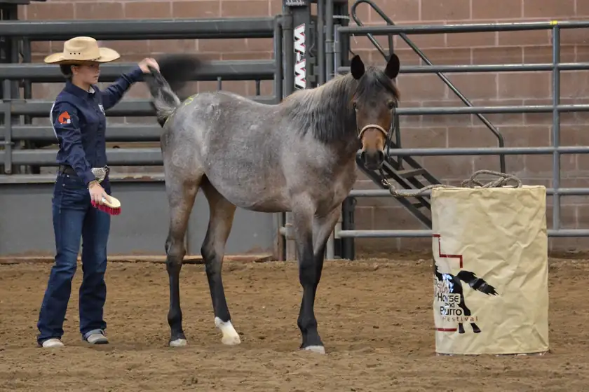 An adult in a cowboy hat brushing the tail of a gray horse