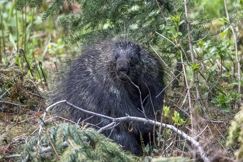 A North American porcupine sitting in green undergrowth and looking toward the camera