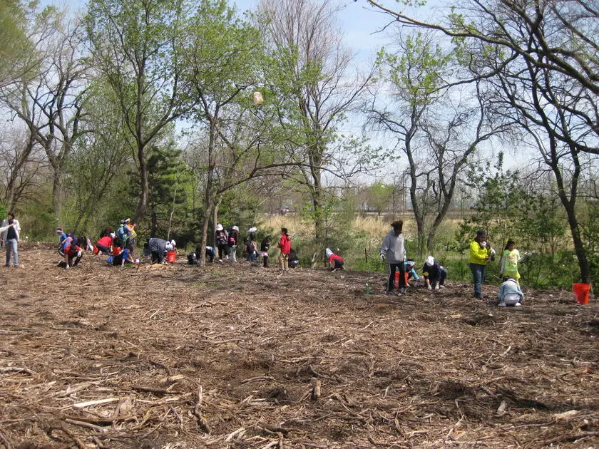 Adults kneeling in a garden bed and planting small plants by hand