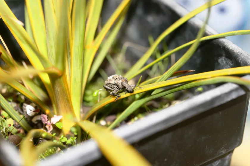 A knobbled weevil with a spiked back clinging to a spiky green plant