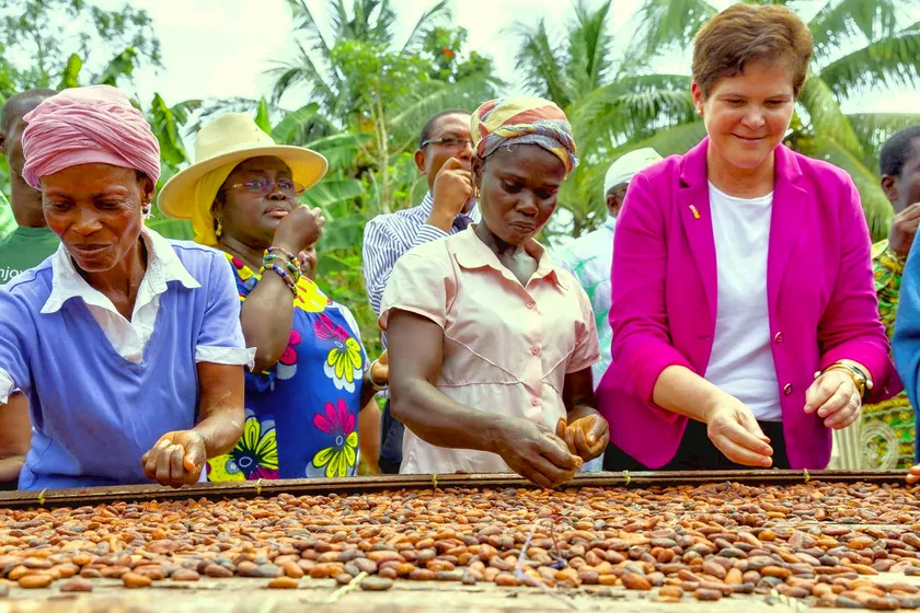 People standing among rows of young cocoa seedlings in a nursery