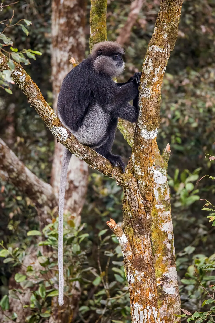 A purple-faced langur sitting upright on a tree branch and looking to the side