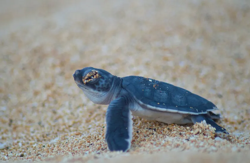 A green sea turtle hatchling on wet sand, heading toward the water