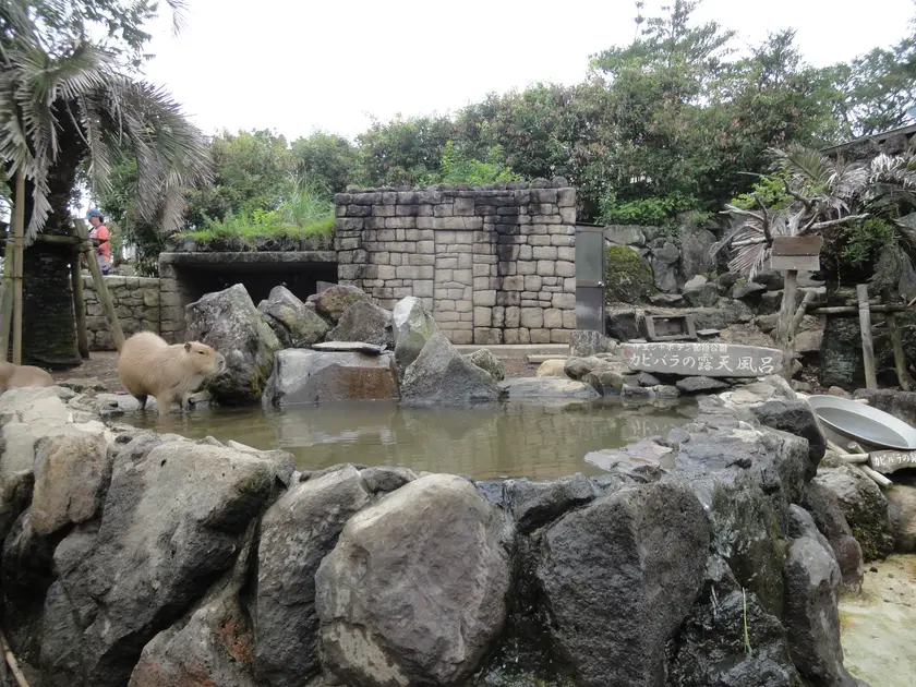 Several capybaras resting together in shallow water