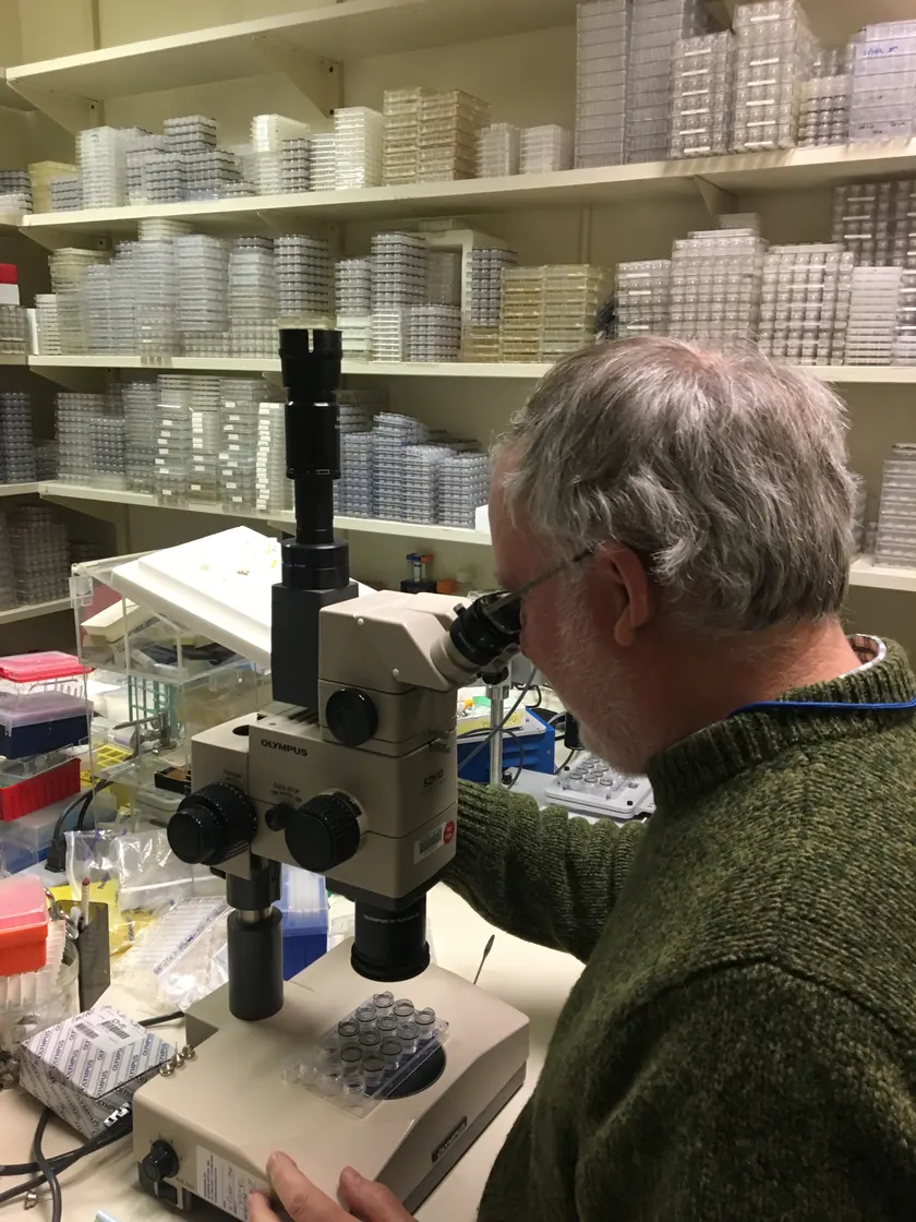 A scientist in a white coat and hair cover looking into a microscope in a laboratory