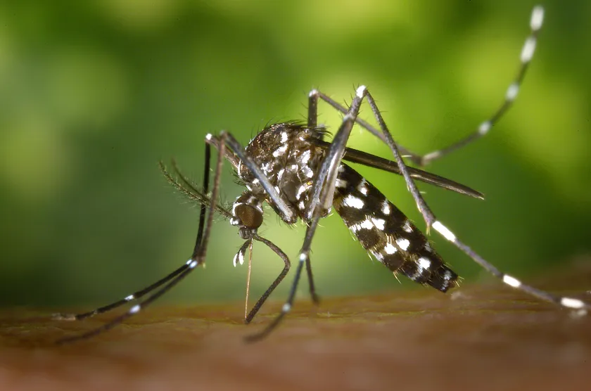 An Asian tiger mosquito standing on the tip of a person's finger