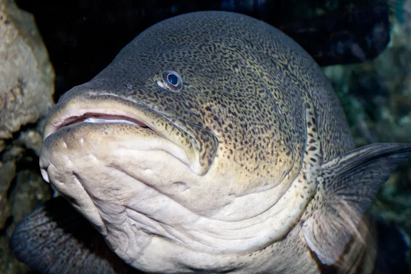 A large Murray cod swimming in an aquarium