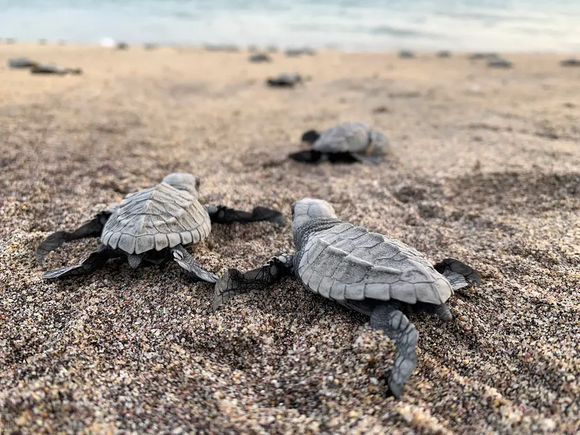 Several small olive ridley hatchlings crawling across wet sand