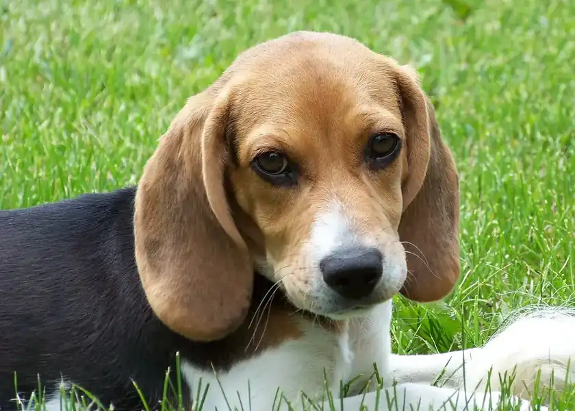 A tricolor beagle puppy lying in green grass