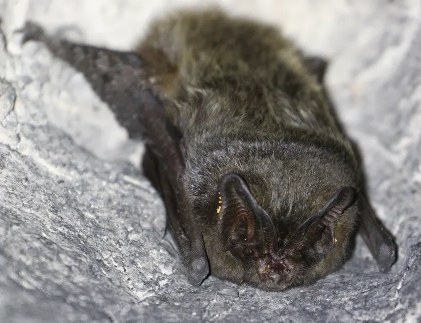 A dark furry bat with broad ears joined over its face, resting on gray rock