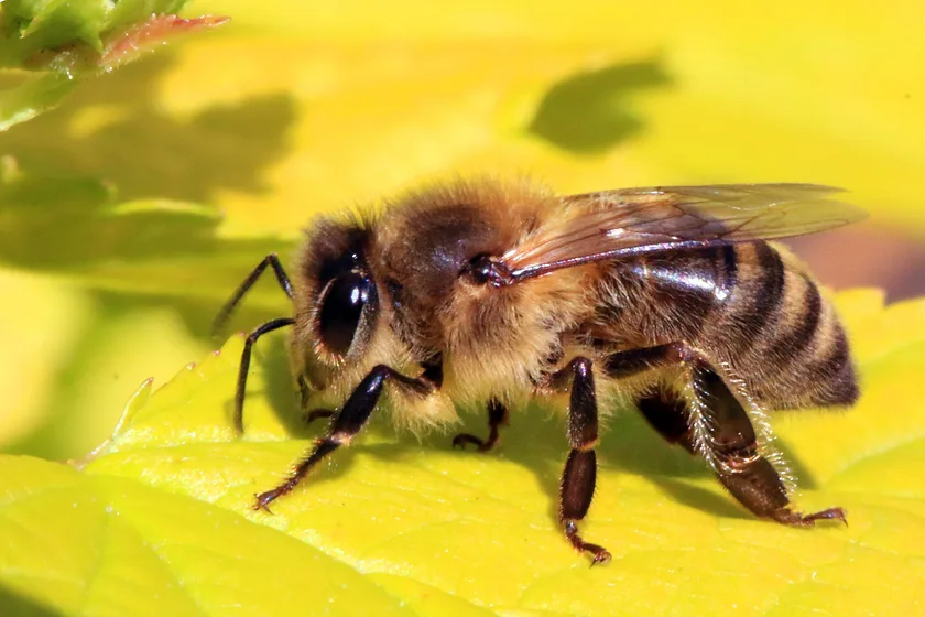 A honey bee on a yellow flower with pollen on its legs