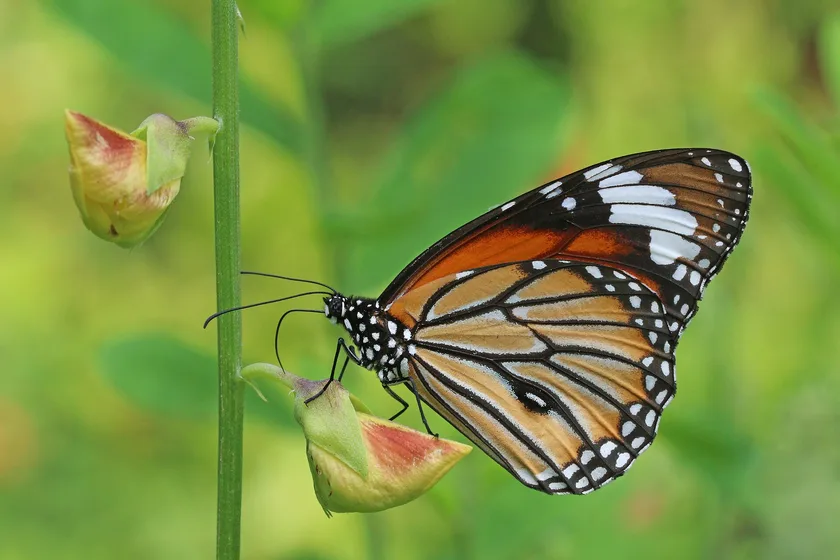 A striped tiger butterfly resting with orange wings open and black-veined patterns visible