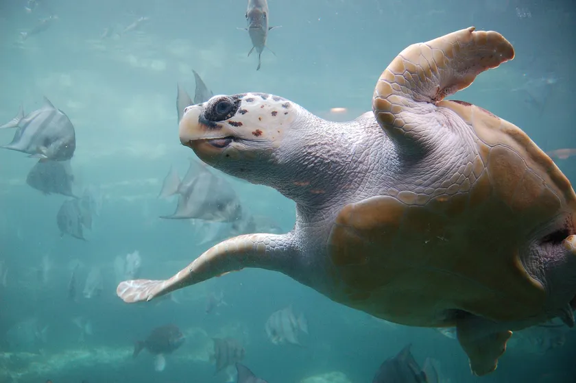 The pale underside of a loggerhead sea turtle swimming just above the camera
