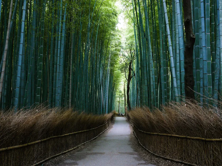 A path running through a tall green bamboo grove with light at the far end