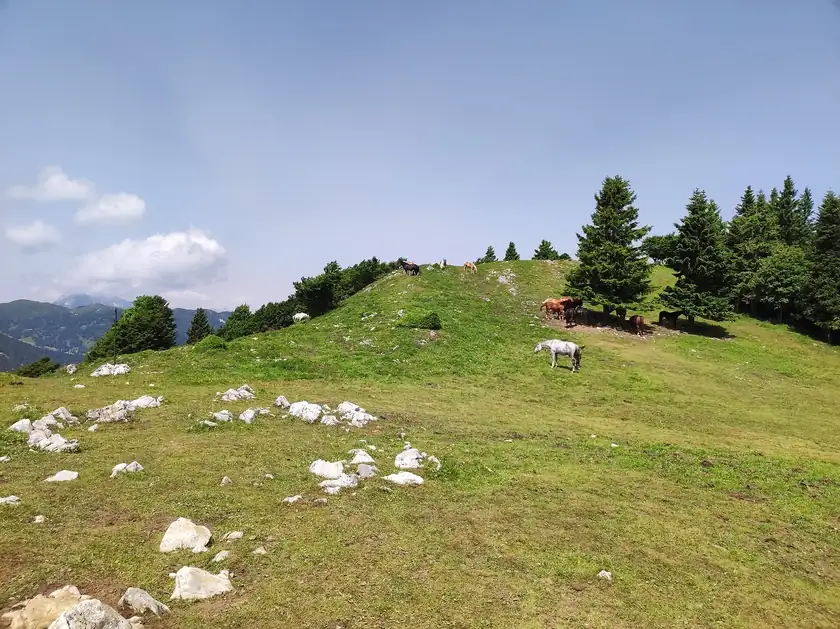 Two horses grazing in a green pasture, with no people