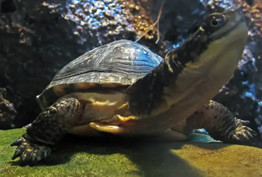 A Blanding's turtle with a yellow throat resting on rock and leaves