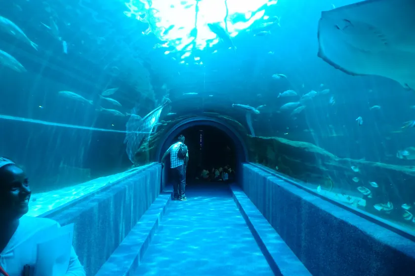 People walking through a curved aquarium tunnel while sharks and fish swim overhead