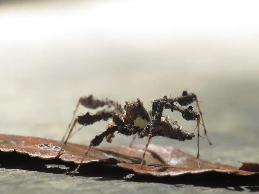 A fringed jumping spider standing on a dry leaf, facing the camera