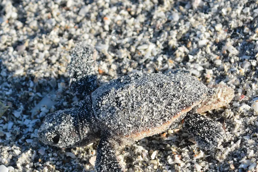 A loggerhead sea turtle hatchling crawling across sand toward the water