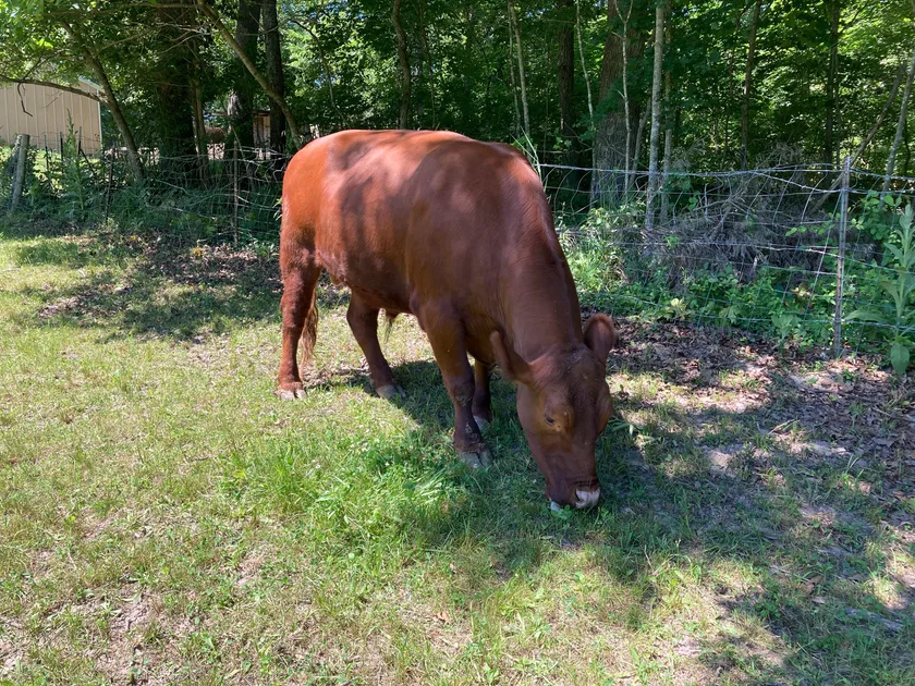 A brown steer grazing in a green pasture