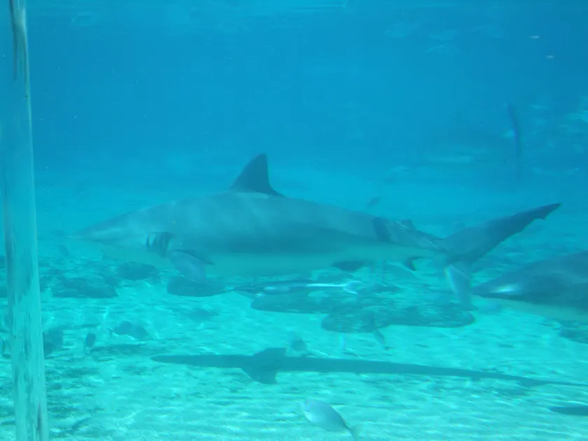 A dusky shark swimming in green coastal water