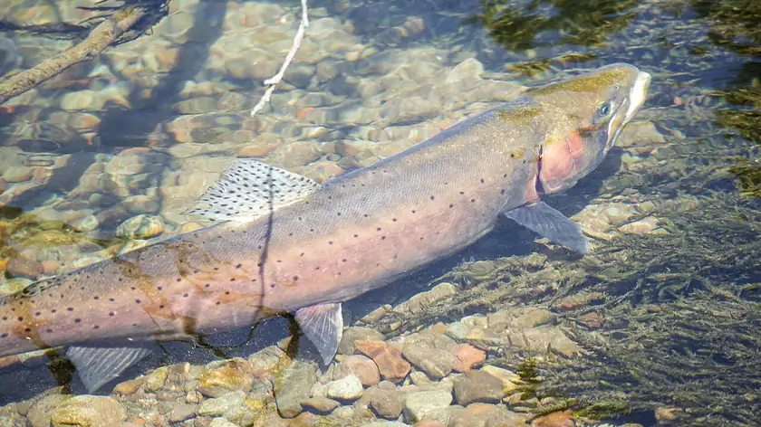 A cutthroat trout holding in clear, shallow water