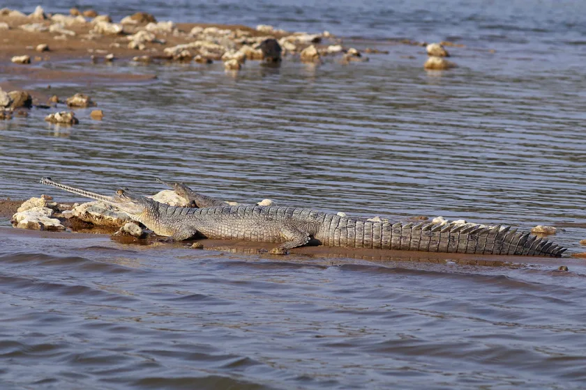 A gharial with a long narrow snout resting at the edge of the water