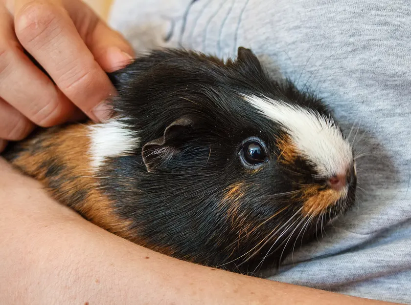 A black, white, and brown guinea pig resting against a person's arm and hand