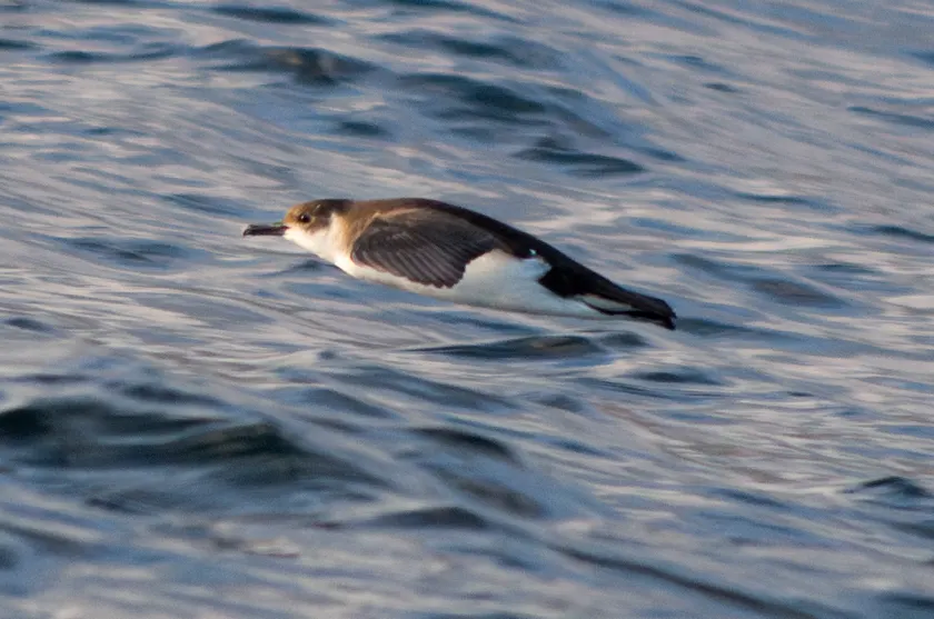 A brown and white seabird flying low over blue water with one wing raised