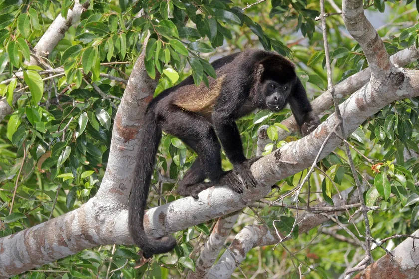 A mantled howler monkey sitting on a leafy branch and looking toward the camera