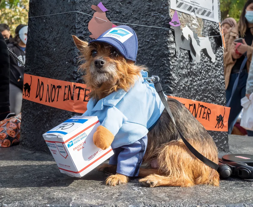 A dog wearing a mail-carrier costume at a dog parade
