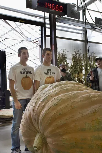 Two very large orange pumpkins on wooden pallets at an outdoor weigh-off