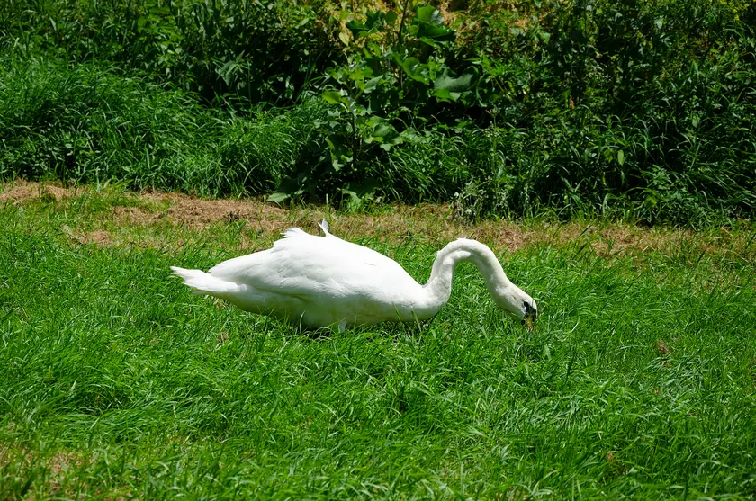 A white mute swan bending its neck to feed in green grass