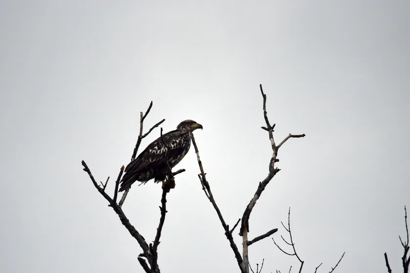 A mottled brown juvenile bald eagle perched and looking to the side